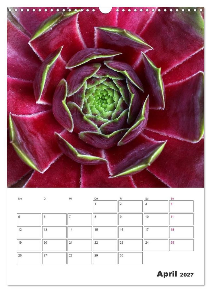 Weitere Ansicht: Ich liebe Sempervivum (Wandkalender 2027 DIN A3 hoch), CALVENDO Monatskalender | Martina Cross, Calvendo