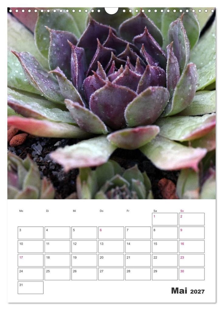 Weitere Ansicht: Ich liebe Sempervivum (Wandkalender 2027 DIN A3 hoch), CALVENDO Monatskalender | Martina Cross, Calvendo