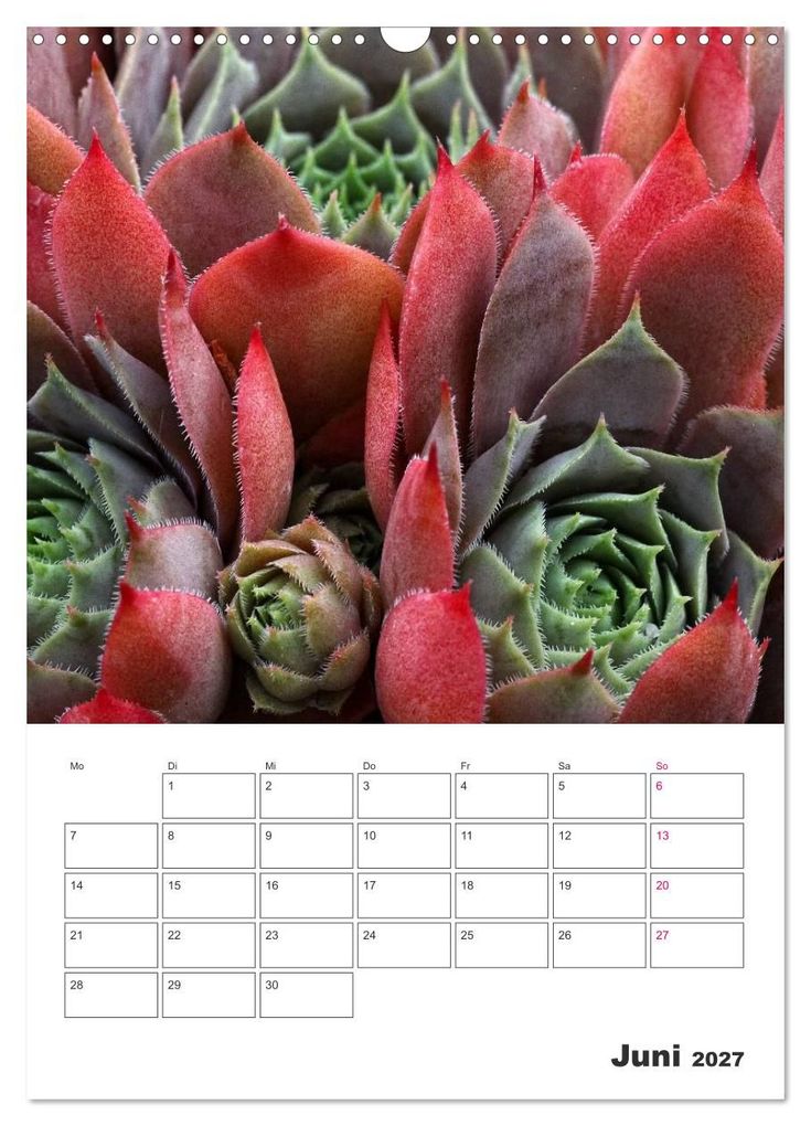 Weitere Ansicht: Ich liebe Sempervivum (Wandkalender 2027 DIN A3 hoch), CALVENDO Monatskalender | Martina Cross, Calvendo
