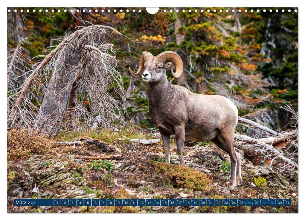 Weitere Ansicht: Glacier National Park - Abenteuer in den Rocky Mountains (Wandkalender 2027 DIN A3 quer), CALVENDO Monatskalender | Thomas Holtgräwe, Calvendo