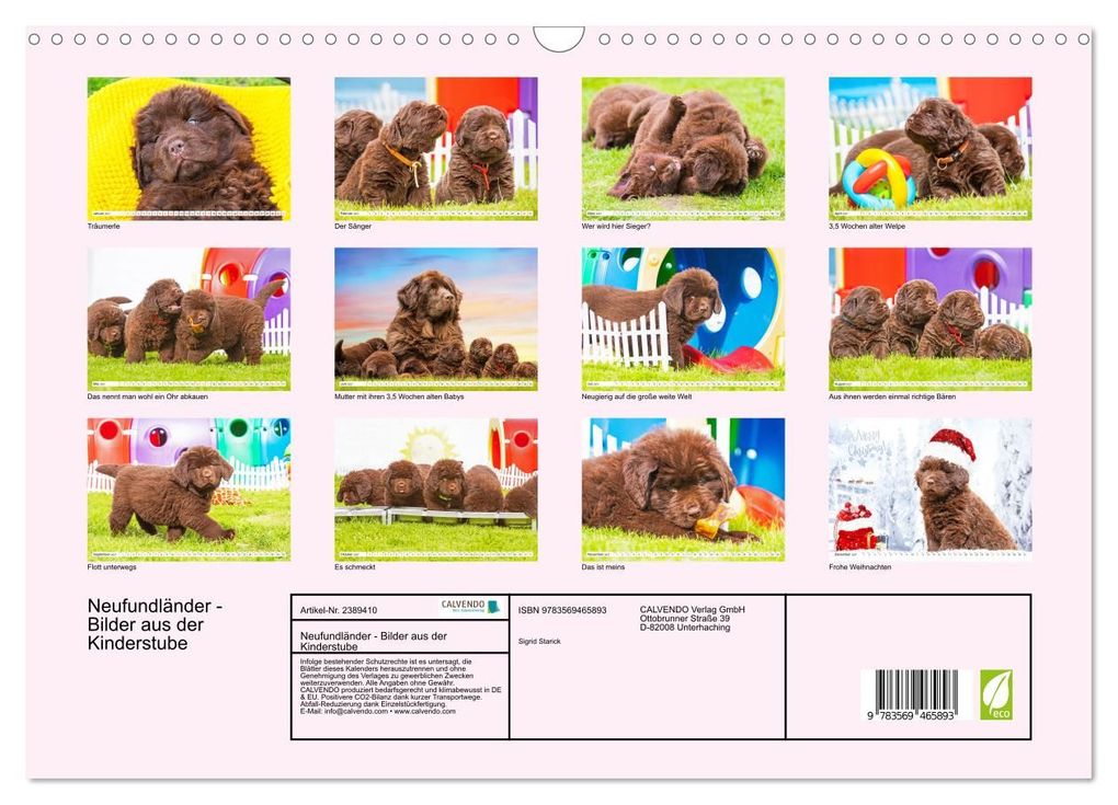 Weitere Ansicht: Neufundländer - Bilder aus der Kinderstube (Wandkalender 2027 DIN A3 quer), CALVENDO Monatskalender | Sigrid Starick, Calvendo