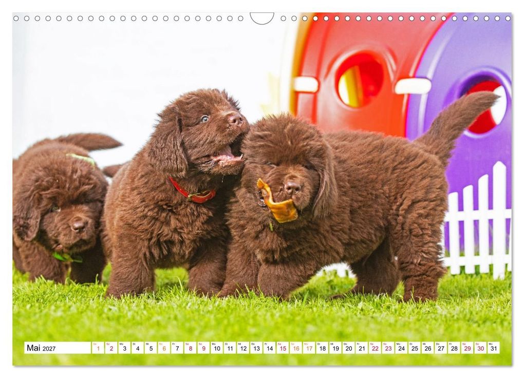 Weitere Ansicht: Neufundländer - Bilder aus der Kinderstube (Wandkalender 2027 DIN A3 quer), CALVENDO Monatskalender | Sigrid Starick, Calvendo