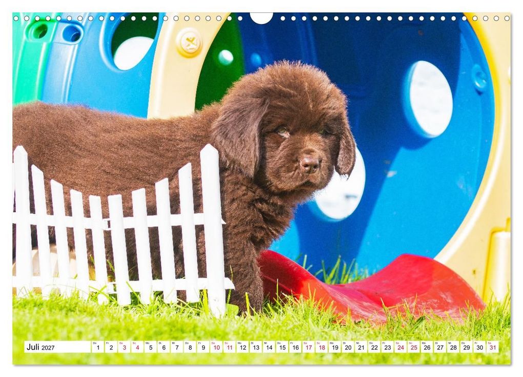 Weitere Ansicht: Neufundländer - Bilder aus der Kinderstube (Wandkalender 2027 DIN A3 quer), CALVENDO Monatskalender | Sigrid Starick, Calvendo