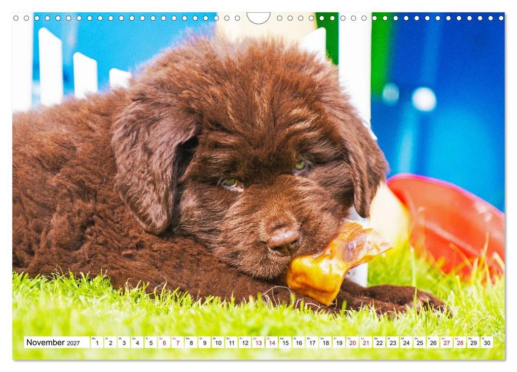 Weitere Ansicht: Neufundländer - Bilder aus der Kinderstube (Wandkalender 2027 DIN A3 quer), CALVENDO Monatskalender | Sigrid Starick, Calvendo
