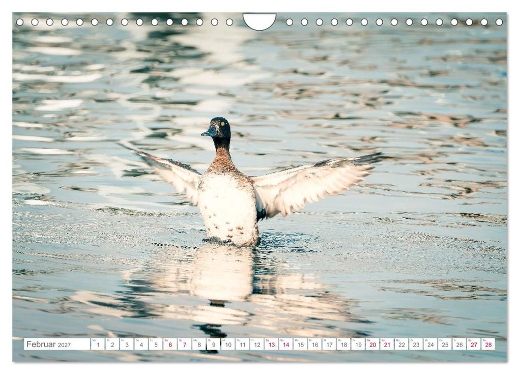 Weitere Ansicht: Vogelwelt am Bodensee 2027 (Wandkalender 2027 DIN A4 quer), CALVENDO Monatskalender | Ralf kaufmann Fotos, Calvendo