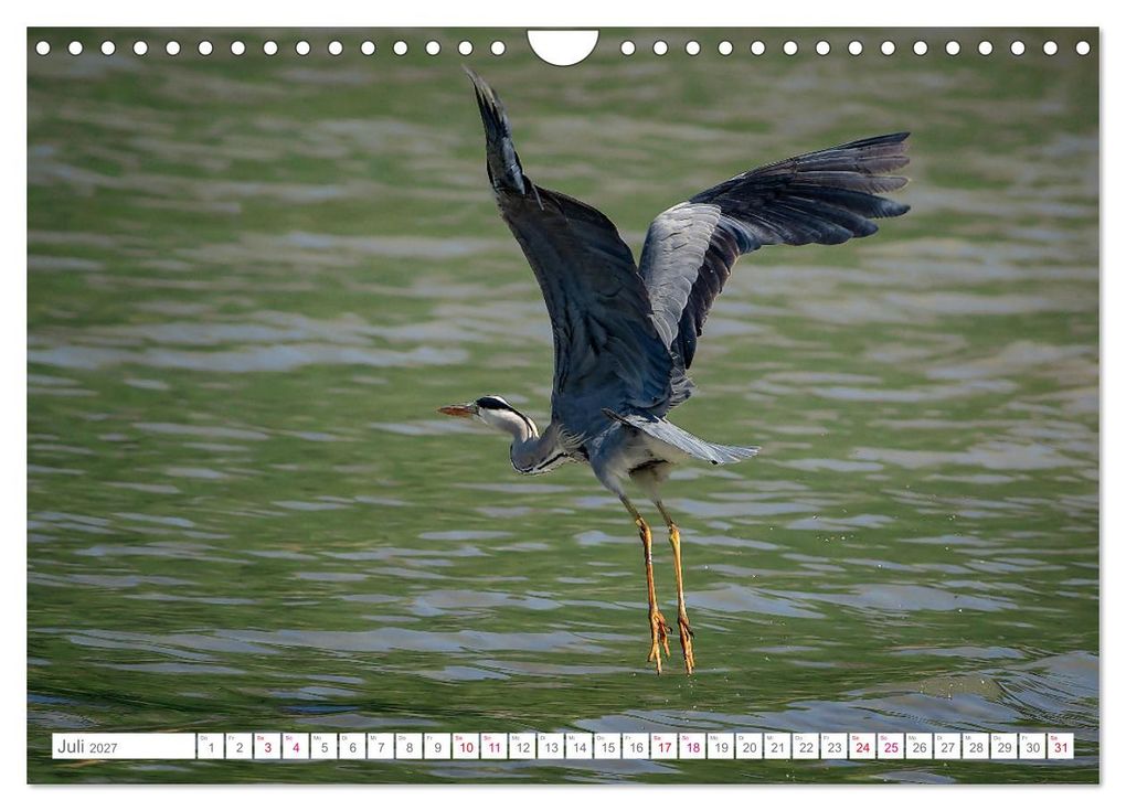 Weitere Ansicht: Vogelwelt am Bodensee 2027 (Wandkalender 2027 DIN A4 quer), CALVENDO Monatskalender | Ralf kaufmann Fotos, Calvendo