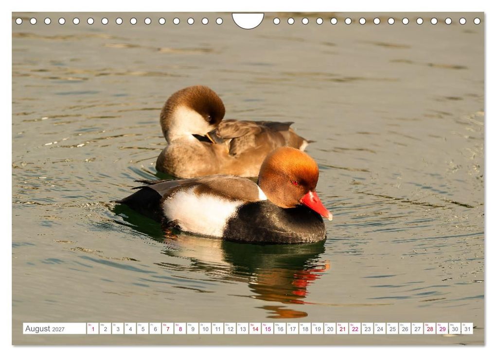 Weitere Ansicht: Vogelwelt am Bodensee 2027 (Wandkalender 2027 DIN A4 quer), CALVENDO Monatskalender | Ralf kaufmann Fotos, Calvendo
