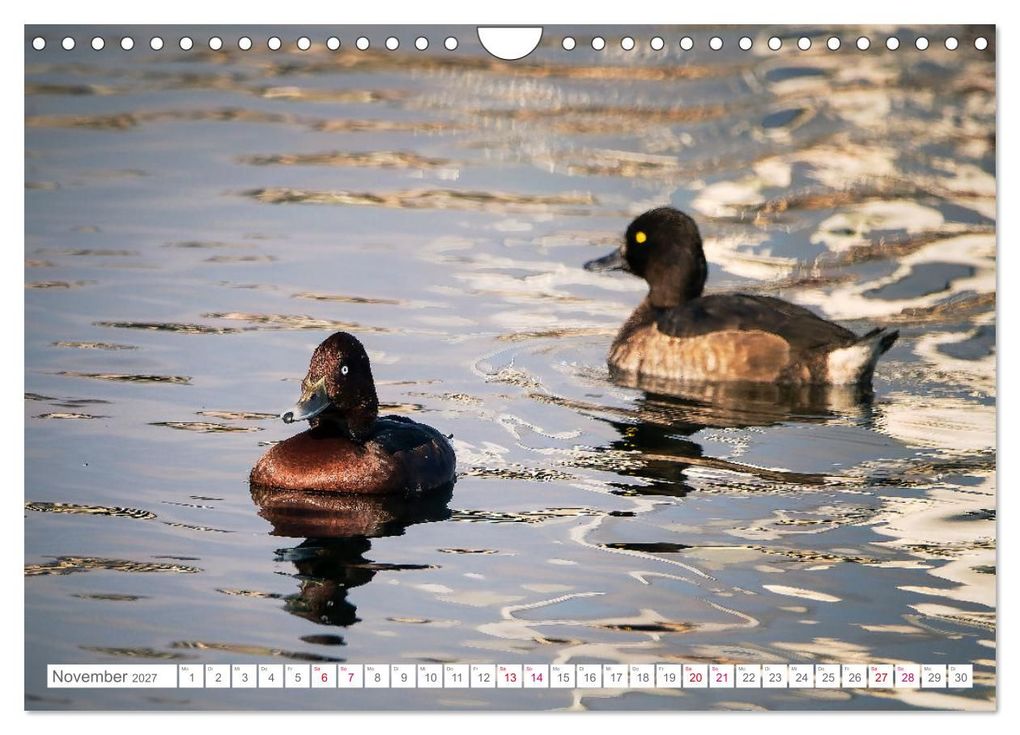 Weitere Ansicht: Vogelwelt am Bodensee 2027 (Wandkalender 2027 DIN A4 quer), CALVENDO Monatskalender | Ralf kaufmann Fotos, Calvendo