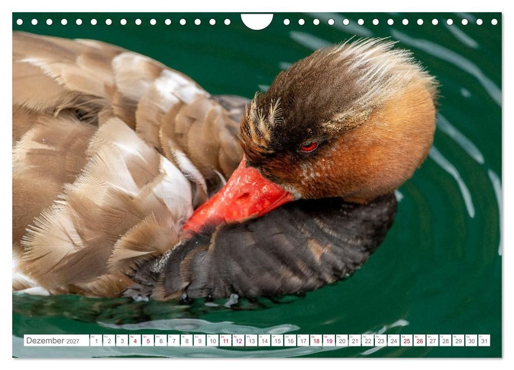 Weitere Ansicht: Vogelwelt am Bodensee 2027 (Wandkalender 2027 DIN A4 quer), CALVENDO Monatskalender | Ralf kaufmann Fotos, Calvendo