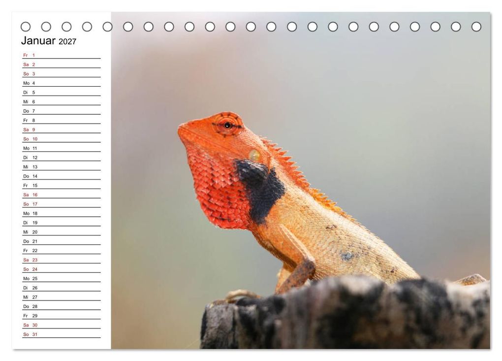 Weitere Ansicht: Tiere der Erde Geburtstagskalender (Tischkalender 2027 DIN A5 quer), CALVENDO Monatskalender | Denise Graupner, Calvendo