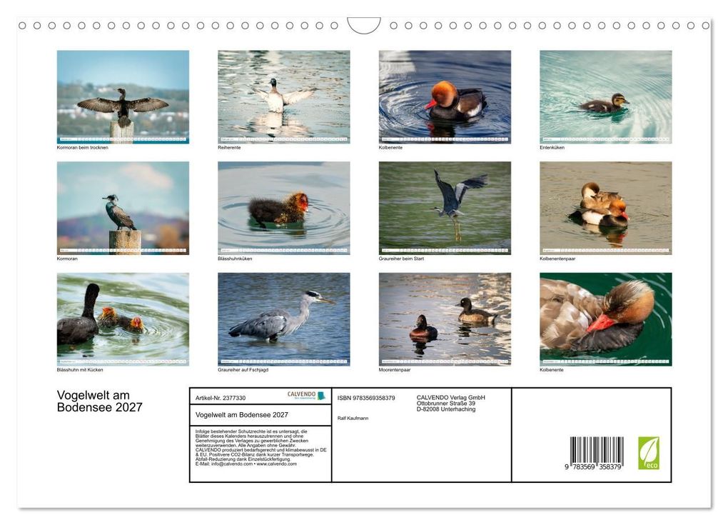 Weitere Ansicht: Vogelwelt am Bodensee 2027 (Wandkalender 2027 DIN A3 quer), CALVENDO Monatskalender | Ralf kaufmann Fotos, Calvendo
