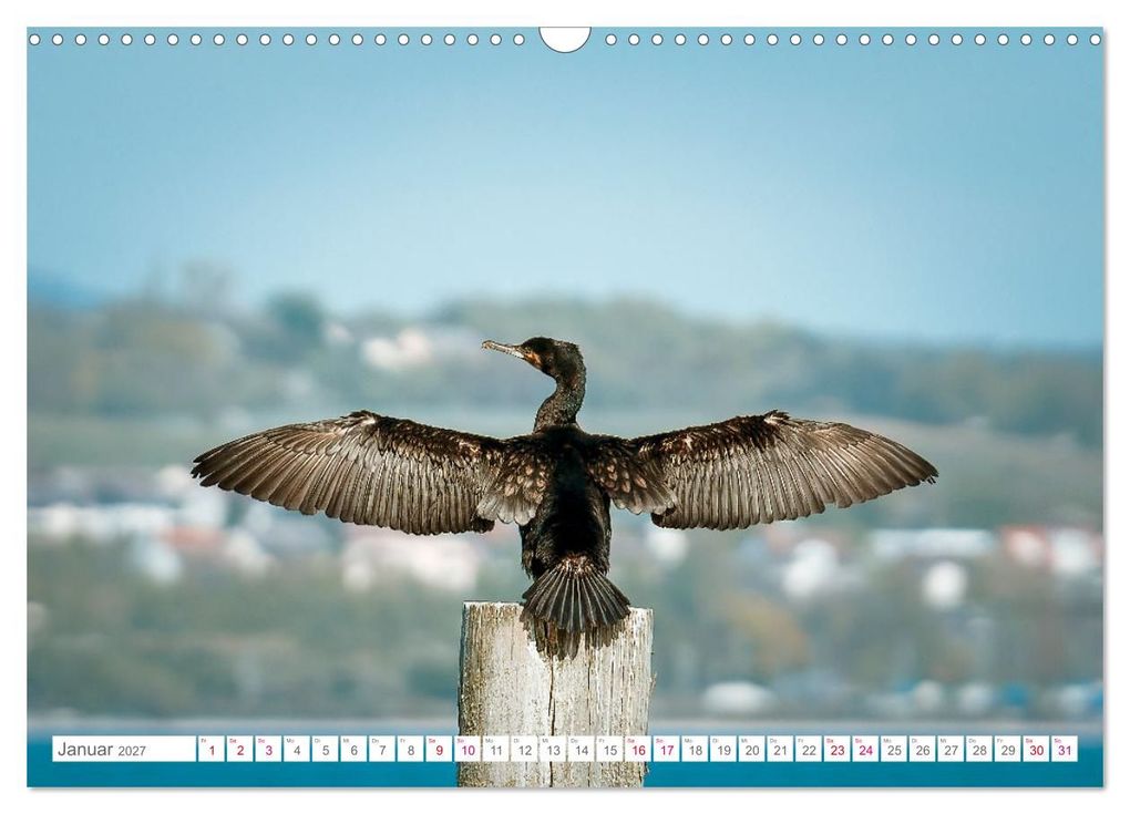 Weitere Ansicht: Vogelwelt am Bodensee 2027 (Wandkalender 2027 DIN A3 quer), CALVENDO Monatskalender | Ralf kaufmann Fotos, Calvendo