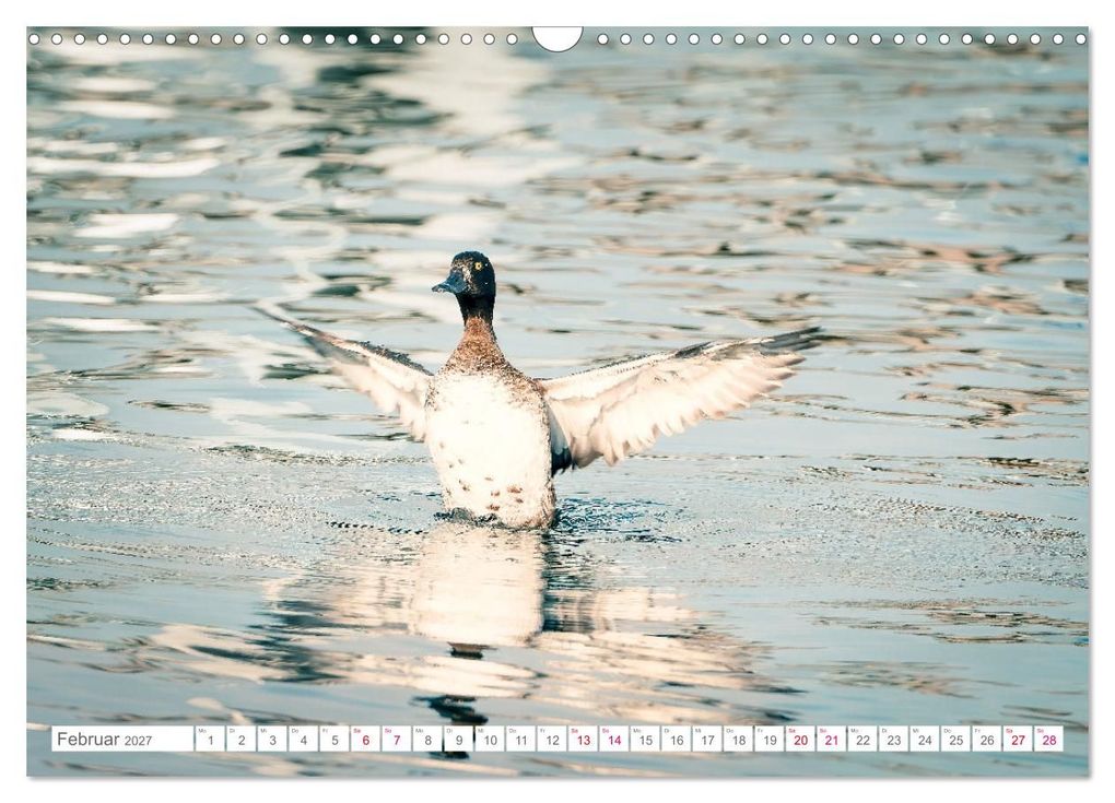 Weitere Ansicht: Vogelwelt am Bodensee 2027 (Wandkalender 2027 DIN A3 quer), CALVENDO Monatskalender | Ralf kaufmann Fotos, Calvendo