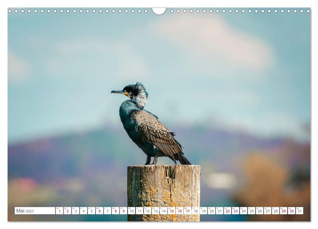 Weitere Ansicht: Vogelwelt am Bodensee 2027 (Wandkalender 2027 DIN A3 quer), CALVENDO Monatskalender | Ralf kaufmann Fotos, Calvendo