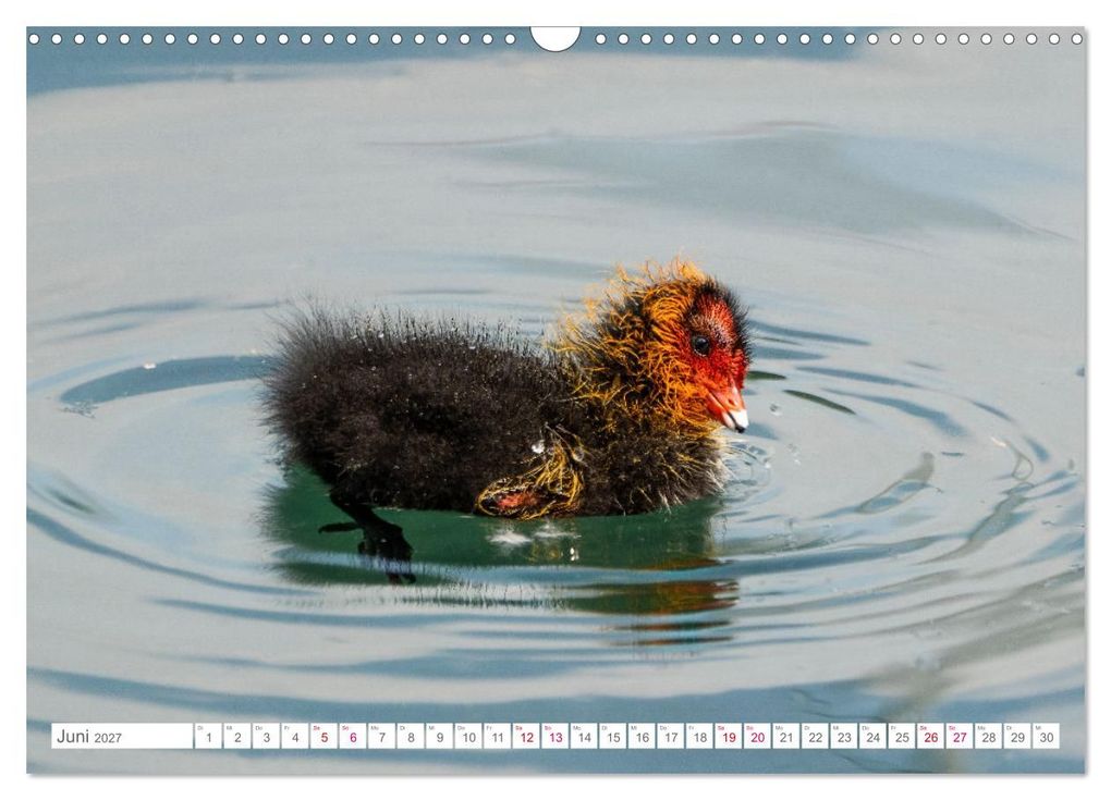 Weitere Ansicht: Vogelwelt am Bodensee 2027 (Wandkalender 2027 DIN A3 quer), CALVENDO Monatskalender | Ralf kaufmann Fotos, Calvendo