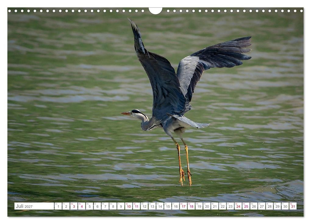 Weitere Ansicht: Vogelwelt am Bodensee 2027 (Wandkalender 2027 DIN A3 quer), CALVENDO Monatskalender | Ralf kaufmann Fotos, Calvendo