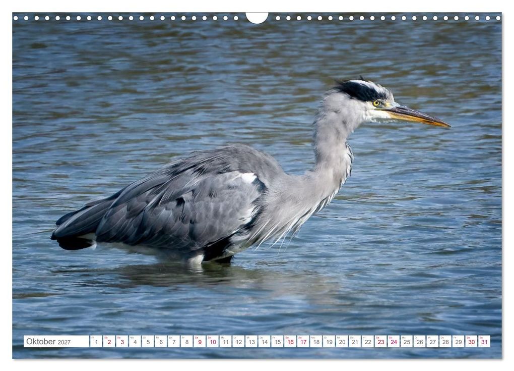 Weitere Ansicht: Vogelwelt am Bodensee 2027 (Wandkalender 2027 DIN A3 quer), CALVENDO Monatskalender | Ralf kaufmann Fotos, Calvendo