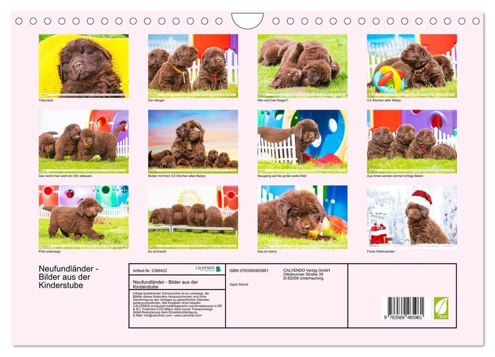 Weitere Ansicht: Neufundländer - Bilder aus der Kinderstube (Wandkalender 2027 DIN A4 quer), CALVENDO Monatskalender | Sigrid Starick, Calvendo