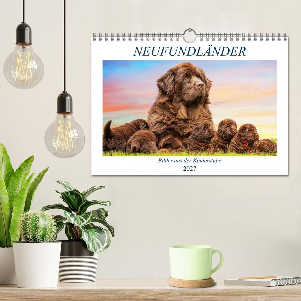 Weitere Ansicht: Neufundländer - Bilder aus der Kinderstube (Wandkalender 2027 DIN A4 quer), CALVENDO Monatskalender | Sigrid Starick, Calvendo