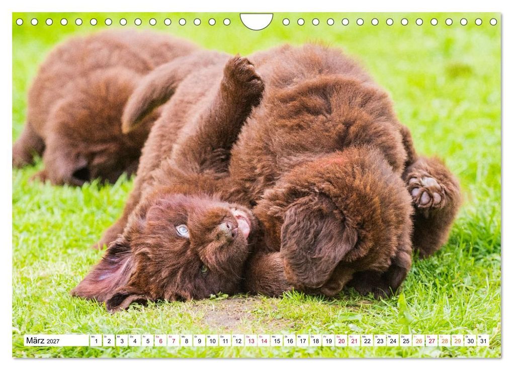 Weitere Ansicht: Neufundländer - Bilder aus der Kinderstube (Wandkalender 2027 DIN A4 quer), CALVENDO Monatskalender | Sigrid Starick, Calvendo