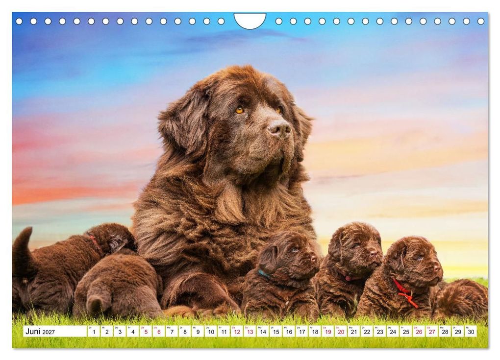 Weitere Ansicht: Neufundländer - Bilder aus der Kinderstube (Wandkalender 2027 DIN A4 quer), CALVENDO Monatskalender | Sigrid Starick, Calvendo
