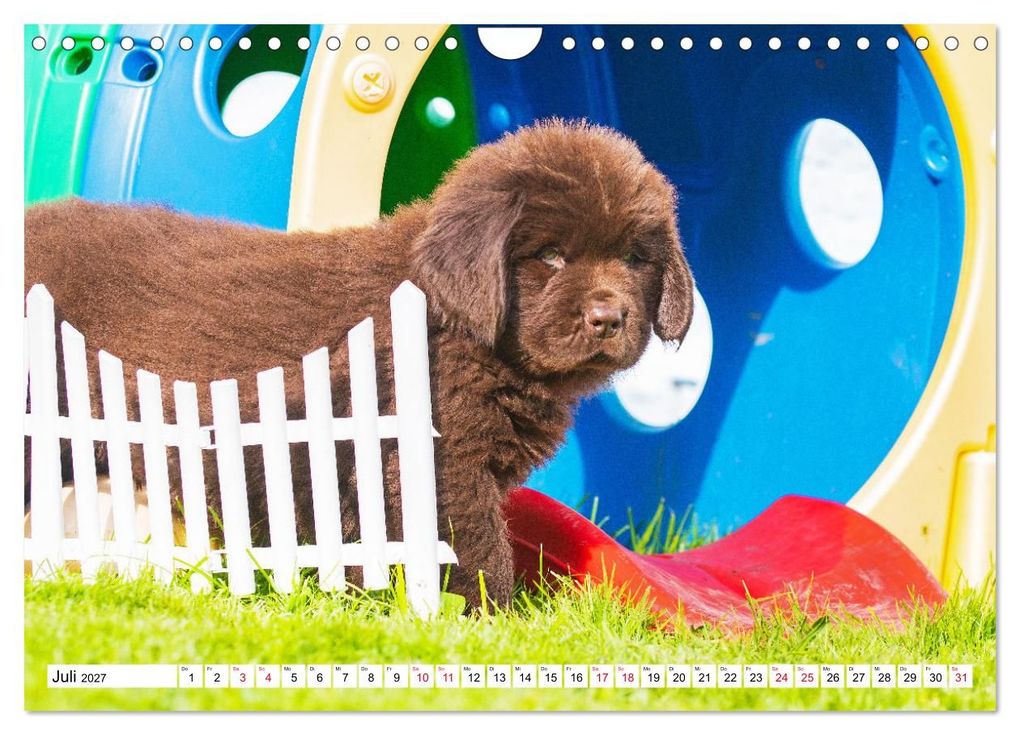 Weitere Ansicht: Neufundländer - Bilder aus der Kinderstube (Wandkalender 2027 DIN A4 quer), CALVENDO Monatskalender | Sigrid Starick, Calvendo