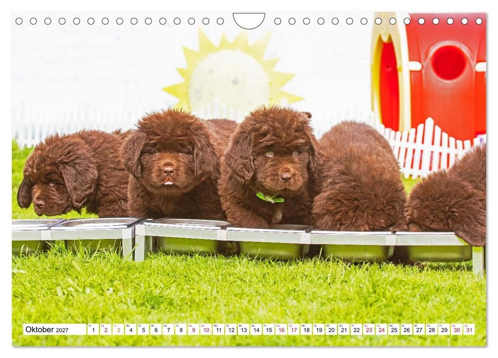 Weitere Ansicht: Neufundländer - Bilder aus der Kinderstube (Wandkalender 2027 DIN A4 quer), CALVENDO Monatskalender | Sigrid Starick, Calvendo