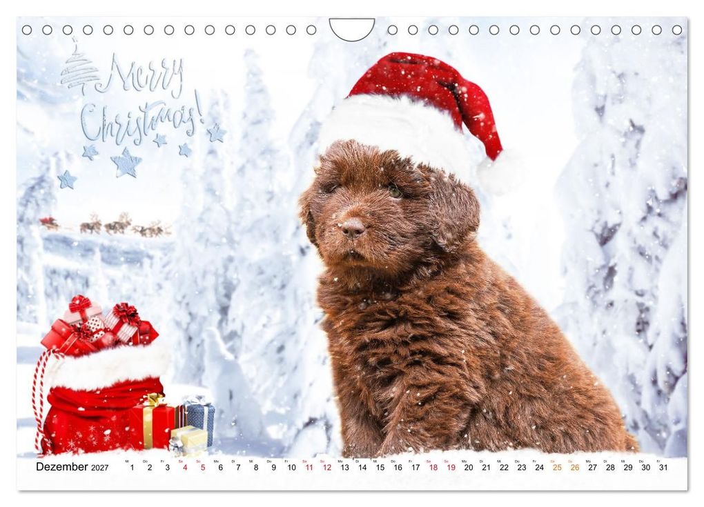 Weitere Ansicht: Neufundländer - Bilder aus der Kinderstube (Wandkalender 2027 DIN A4 quer), CALVENDO Monatskalender | Sigrid Starick, Calvendo