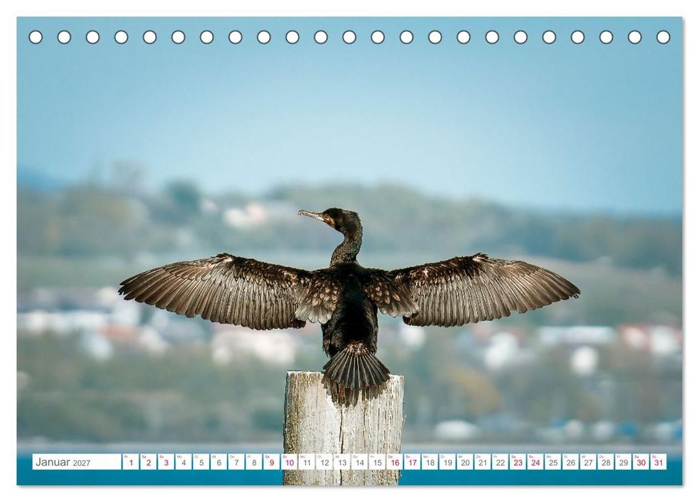Weitere Ansicht: Vogelwelt am Bodensee 2027 (Tischkalender 2027 DIN A5 quer), CALVENDO Monatskalender | Ralf kaufmann Fotos, Calvendo