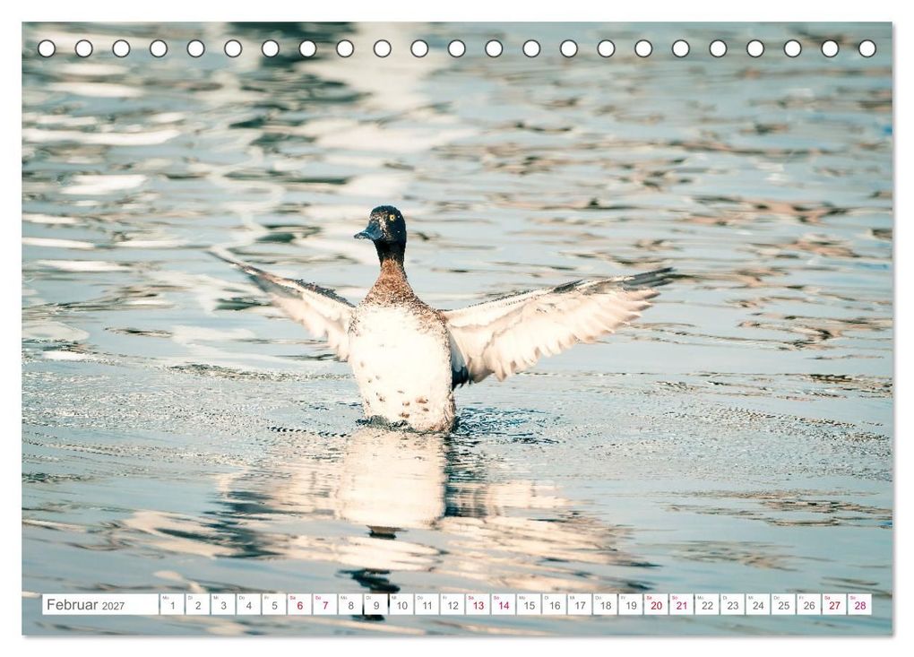 Weitere Ansicht: Vogelwelt am Bodensee 2027 (Tischkalender 2027 DIN A5 quer), CALVENDO Monatskalender | Ralf kaufmann Fotos, Calvendo
