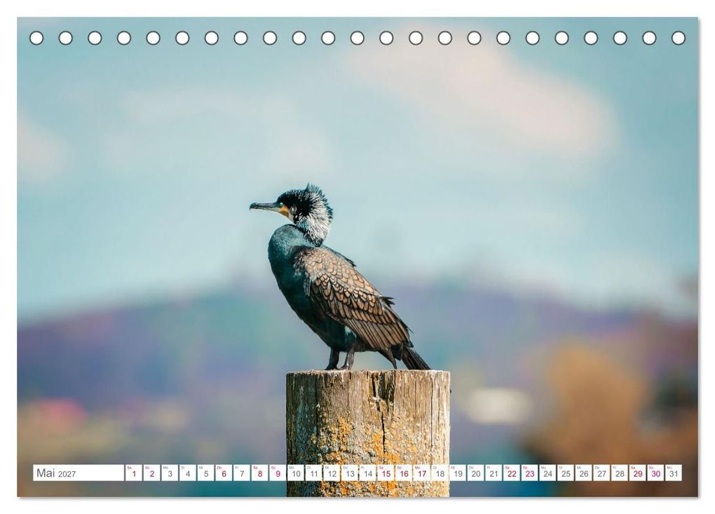 Weitere Ansicht: Vogelwelt am Bodensee 2027 (Tischkalender 2027 DIN A5 quer), CALVENDO Monatskalender | Ralf kaufmann Fotos, Calvendo