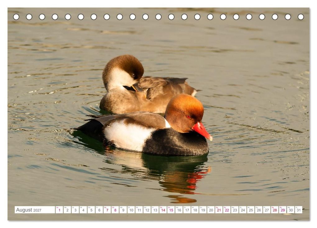 Weitere Ansicht: Vogelwelt am Bodensee 2027 (Tischkalender 2027 DIN A5 quer), CALVENDO Monatskalender | Ralf kaufmann Fotos, Calvendo