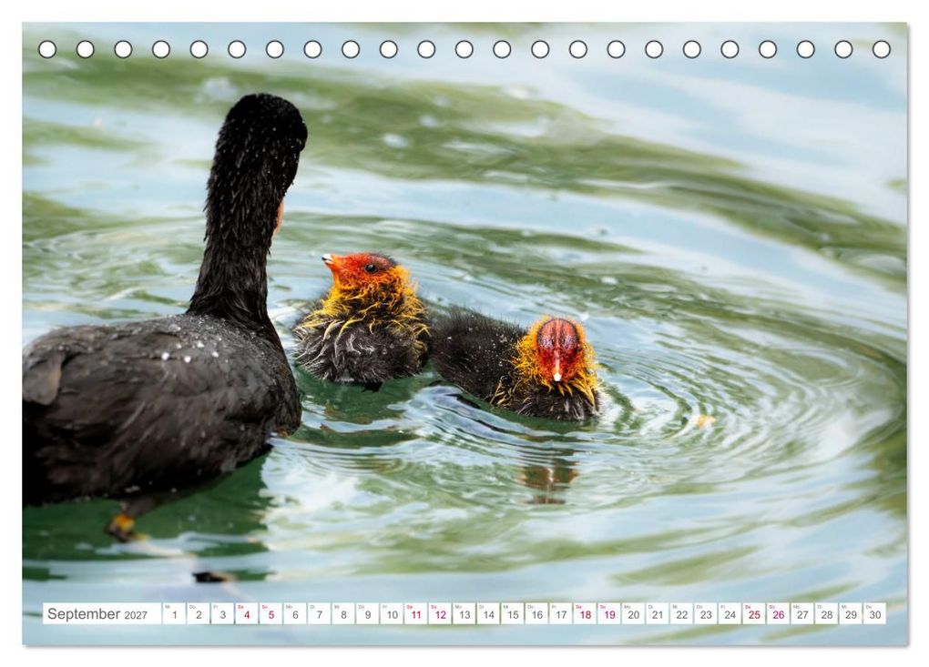 Weitere Ansicht: Vogelwelt am Bodensee 2027 (Tischkalender 2027 DIN A5 quer), CALVENDO Monatskalender | Ralf kaufmann Fotos, Calvendo