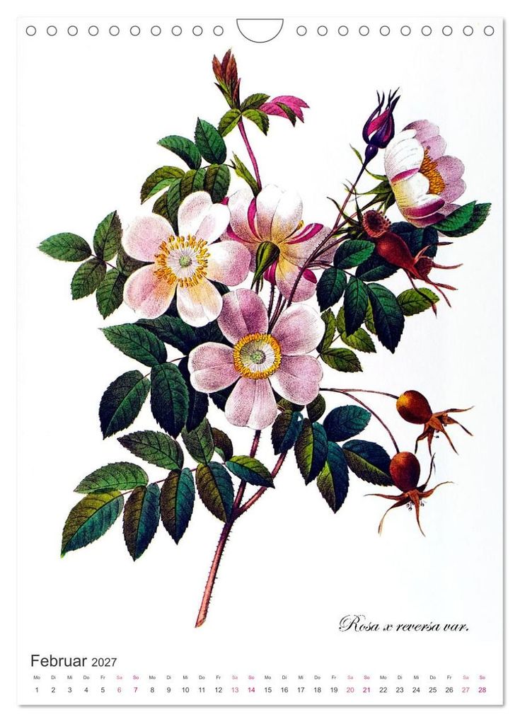 Weitere Ansicht: Rosen-Jahr (Wandkalender 2027 DIN A4 hoch), CALVENDO Monatskalender | bilwissedition, Layout: Babette Reek, Calvendo
