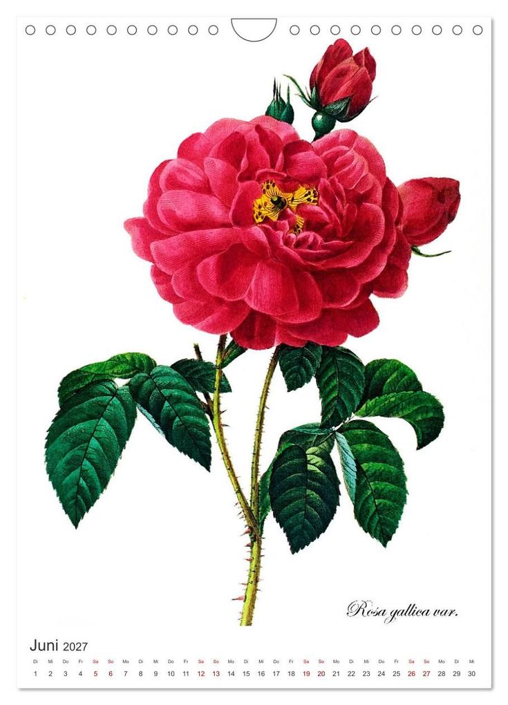 Weitere Ansicht: Rosen-Jahr (Wandkalender 2027 DIN A4 hoch), CALVENDO Monatskalender | bilwissedition, Layout: Babette Reek, Calvendo
