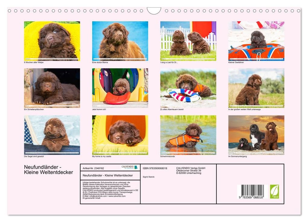 Weitere Ansicht: Neufundländer - Kleine Weltentdecker (Wandkalender 2027 DIN A3 quer), CALVENDO Monatskalender | Sigrid Starick, Calvendo