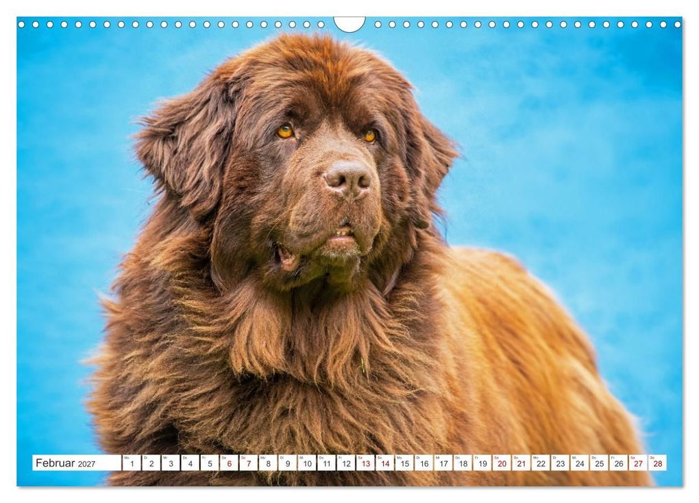 Weitere Ansicht: Neufundländer - Kleine Weltentdecker (Wandkalender 2027 DIN A3 quer), CALVENDO Monatskalender | Sigrid Starick, Calvendo
