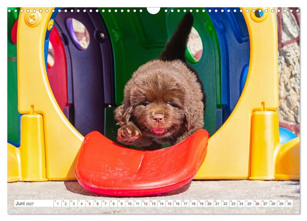 Weitere Ansicht: Neufundländer - Kleine Weltentdecker (Wandkalender 2027 DIN A3 quer), CALVENDO Monatskalender | Sigrid Starick, Calvendo