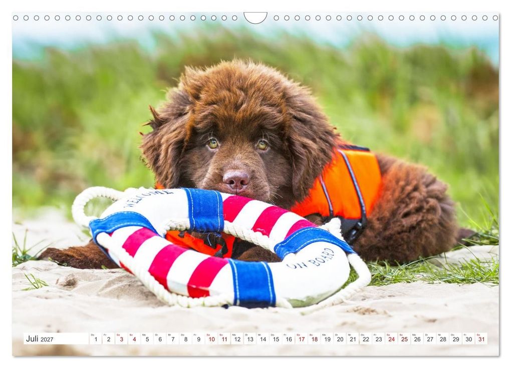 Weitere Ansicht: Neufundländer - Kleine Weltentdecker (Wandkalender 2027 DIN A3 quer), CALVENDO Monatskalender | Sigrid Starick, Calvendo
