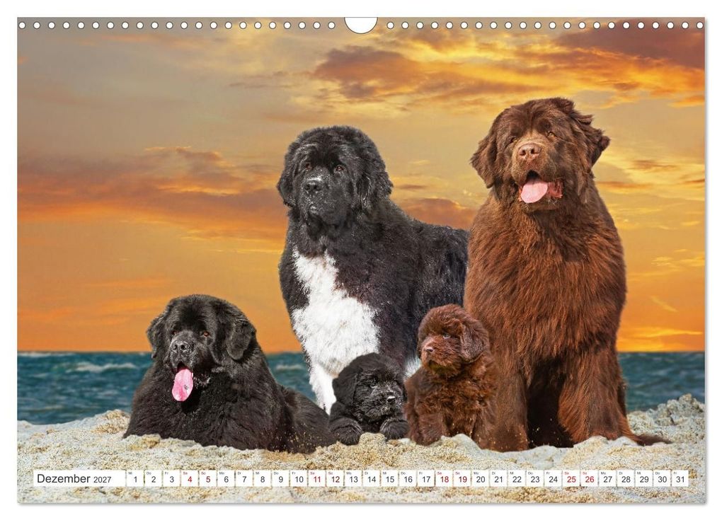 Weitere Ansicht: Neufundländer - Kleine Weltentdecker (Wandkalender 2027 DIN A3 quer), CALVENDO Monatskalender | Sigrid Starick, Calvendo