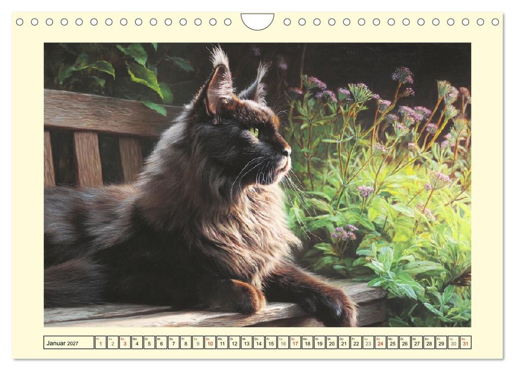 Weitere Ansicht: Main-Coon-Katzen. Die imposanten Waldkatzen im Garten (Wandkalender 2027 DIN A4 quer), CALVENDO Monatskalender | Rose Hurley, Calvendo