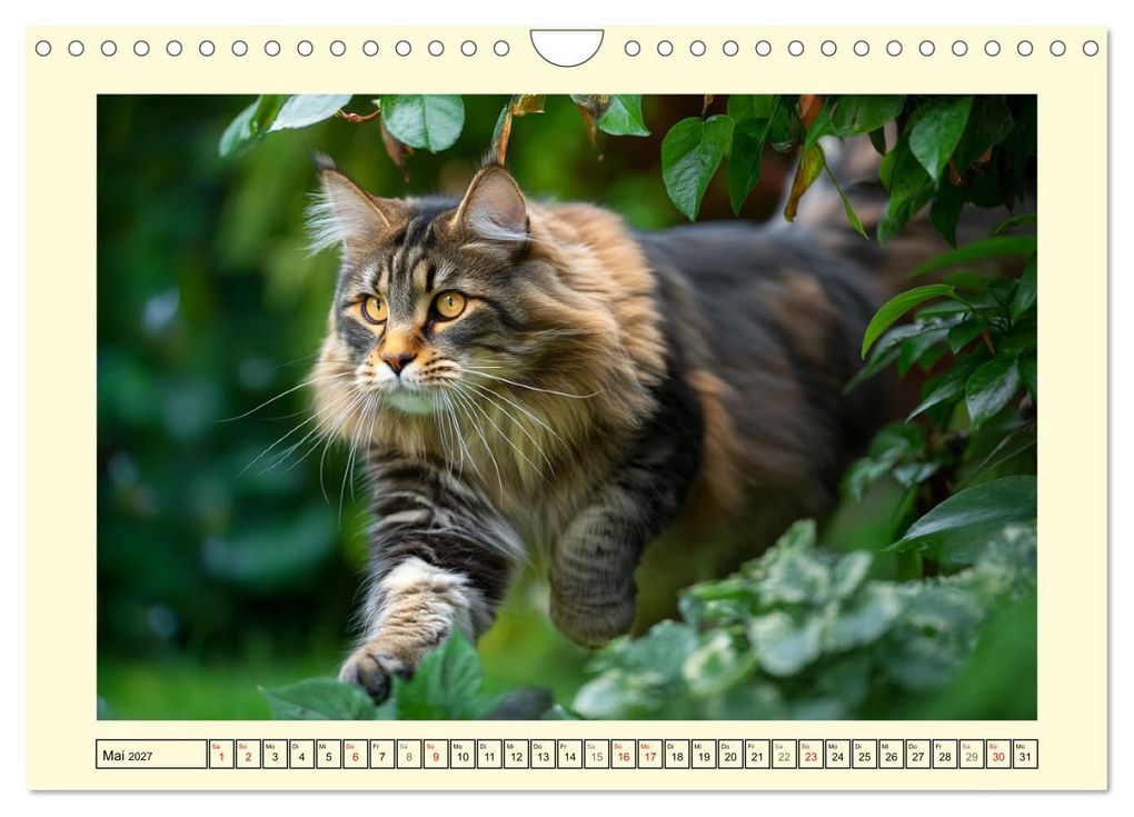 Weitere Ansicht: Main-Coon-Katzen. Die imposanten Waldkatzen im Garten (Wandkalender 2027 DIN A4 quer), CALVENDO Monatskalender | Rose Hurley, Calvendo