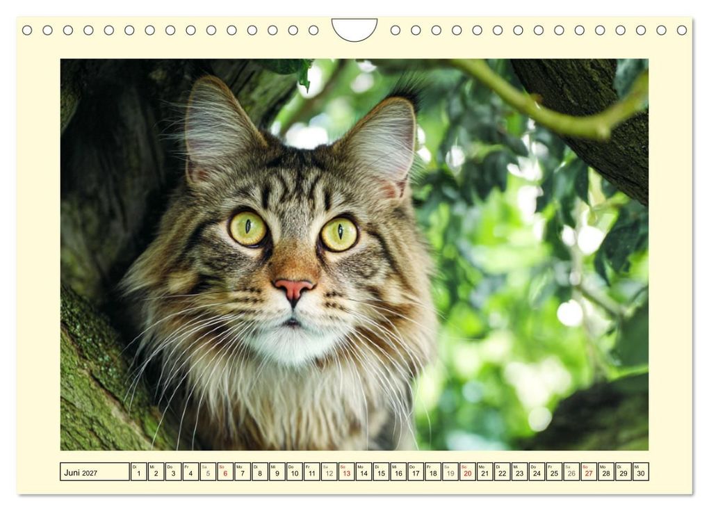 Weitere Ansicht: Main-Coon-Katzen. Die imposanten Waldkatzen im Garten (Wandkalender 2027 DIN A4 quer), CALVENDO Monatskalender | Rose Hurley, Calvendo