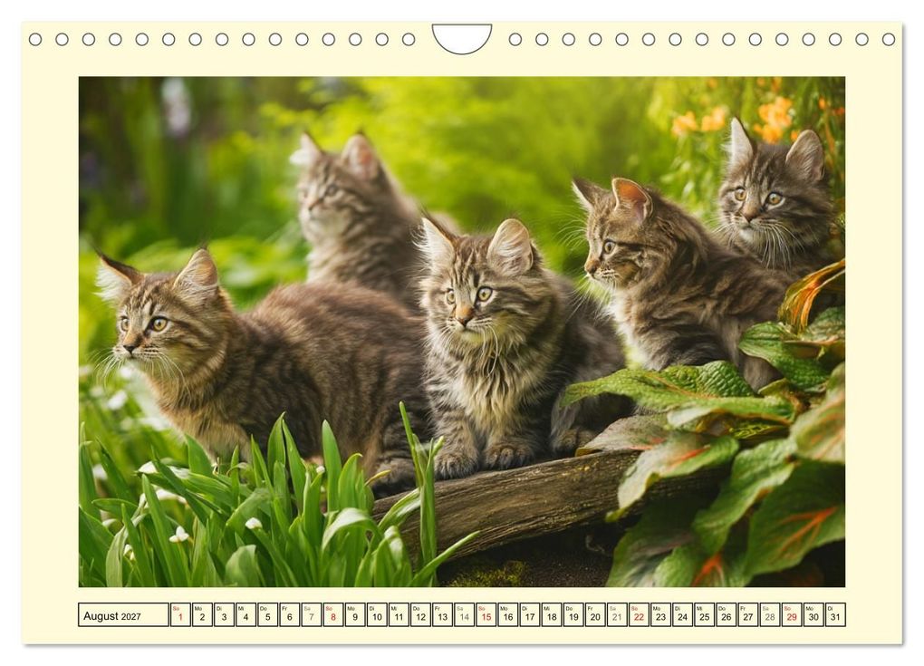 Weitere Ansicht: Main-Coon-Katzen. Die imposanten Waldkatzen im Garten (Wandkalender 2027 DIN A4 quer), CALVENDO Monatskalender | Rose Hurley, Calvendo