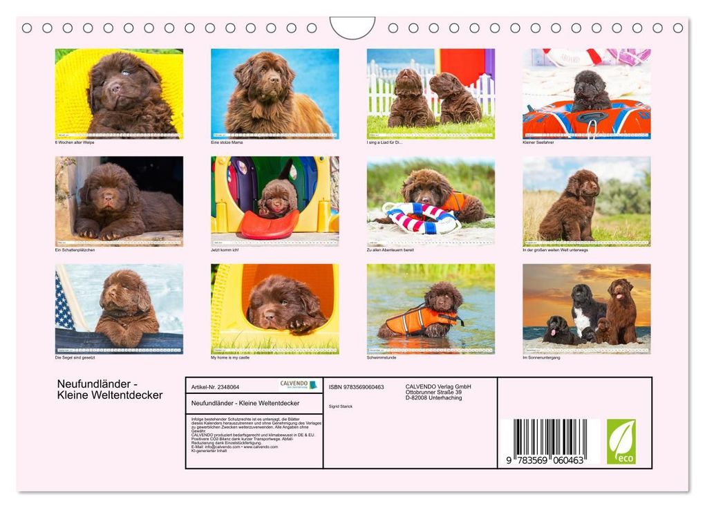 Weitere Ansicht: Neufundländer - Kleine Weltentdecker (Wandkalender 2027 DIN A4 quer), CALVENDO Monatskalender | Sigrid Starick, Calvendo