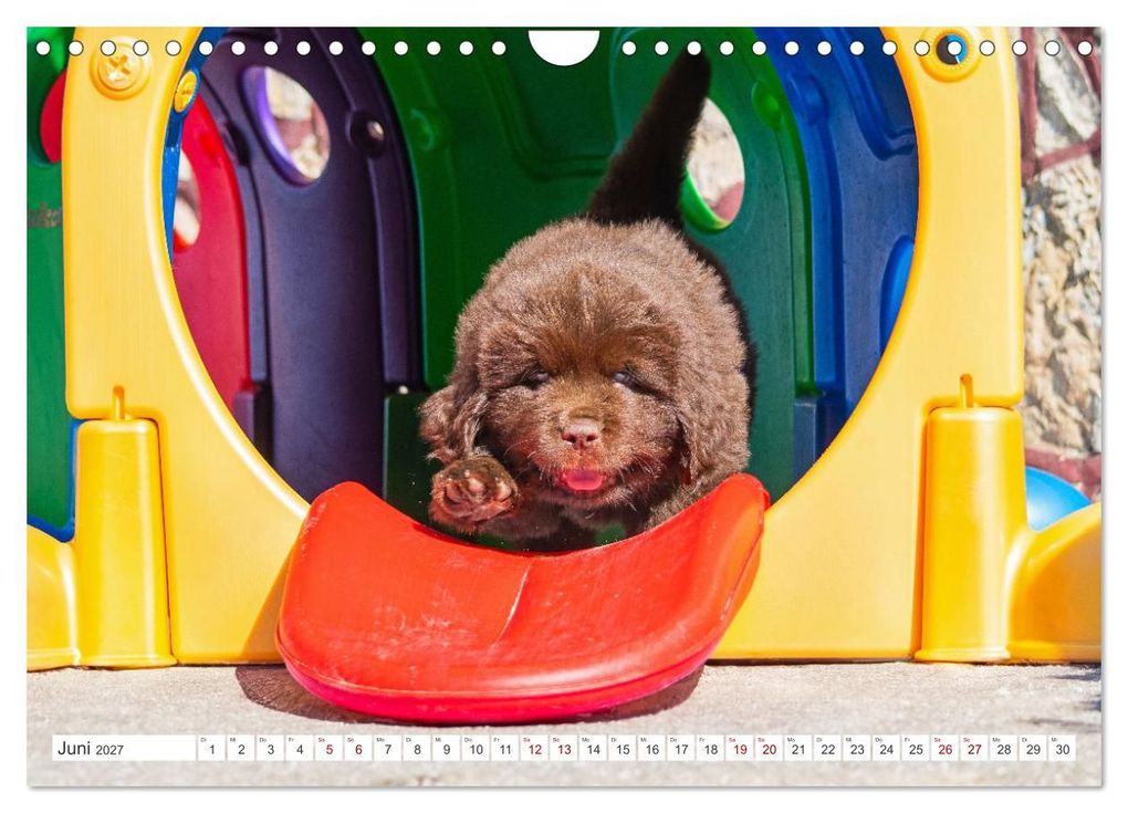 Weitere Ansicht: Neufundländer - Kleine Weltentdecker (Wandkalender 2027 DIN A4 quer), CALVENDO Monatskalender | Sigrid Starick, Calvendo