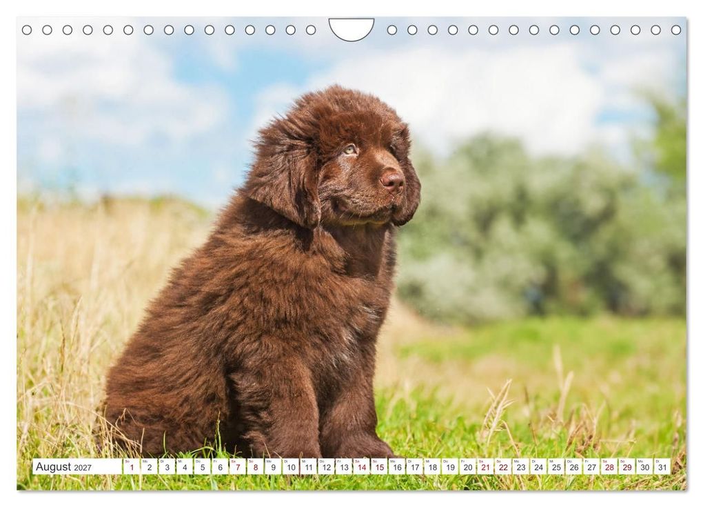 Weitere Ansicht: Neufundländer - Kleine Weltentdecker (Wandkalender 2027 DIN A4 quer), CALVENDO Monatskalender | Sigrid Starick, Calvendo