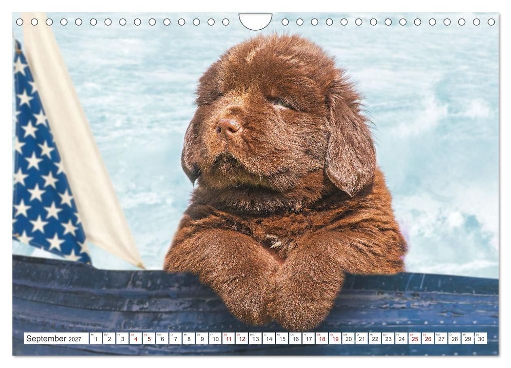 Weitere Ansicht: Neufundländer - Kleine Weltentdecker (Wandkalender 2027 DIN A4 quer), CALVENDO Monatskalender | Sigrid Starick, Calvendo