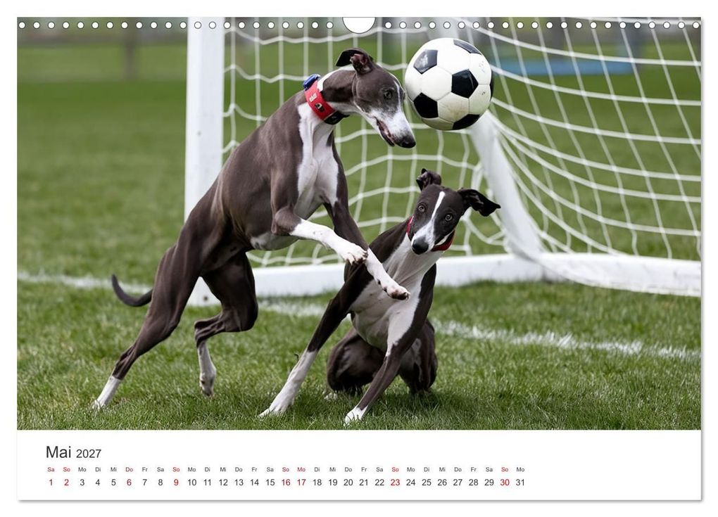 Weitere Ansicht: Funny Greyhounds - Windhunde mal anders (Wandkalender 2027 DIN A3 quer), CALVENDO Monatskalender | Markus Helfferich, Calvendo