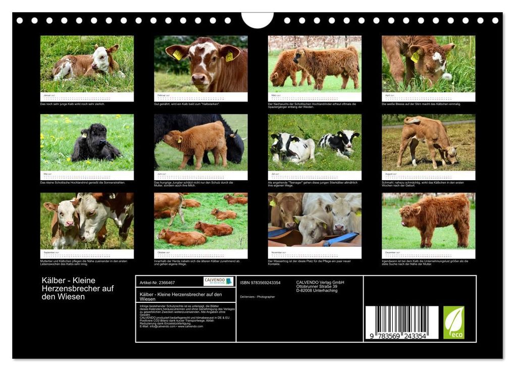 Weitere Ansicht: Kälber - Kleine Herzensbrecher auf den Wiesen (Wandkalender 2027 DIN A4 quer), CALVENDO Monatskalender | DeVerviers - Photographer, Calvendo